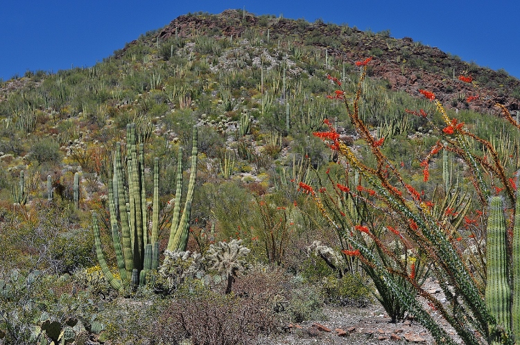 desert flowers